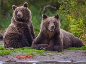 Медвежья пара фото